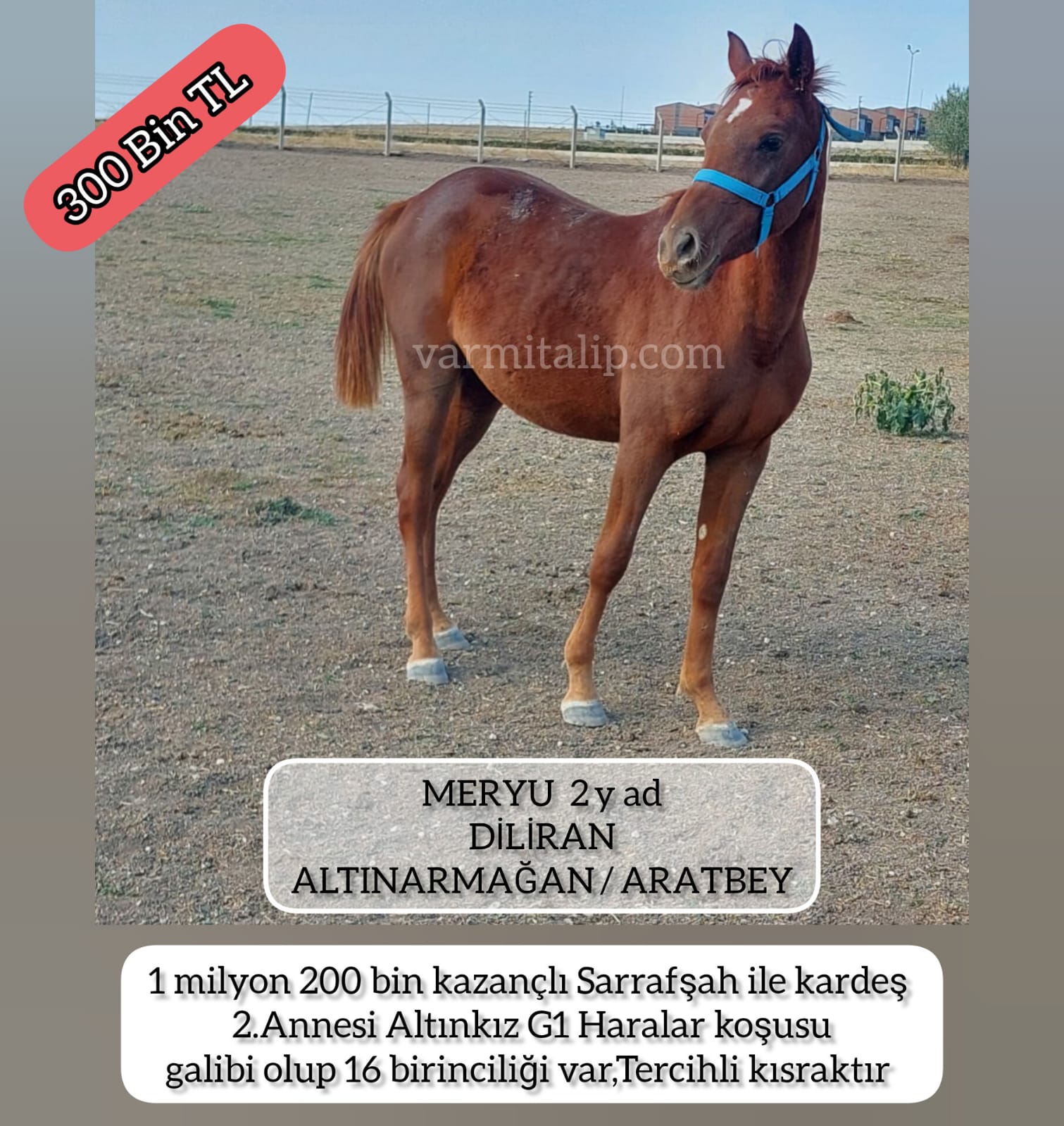 2 BUÇUKLU DİLİRAN TAYI MERYU (SARRAFŞAH IN KARDEŞİ) 300 BİN TL